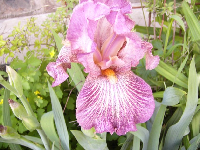 P1370815 - ANUL 2021 FLORI II