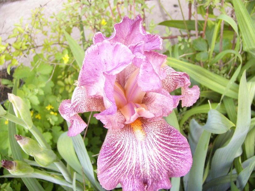 P1370816 - ANUL 2021 FLORI II