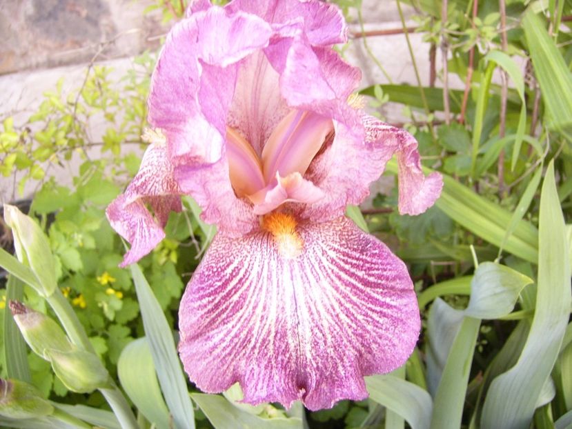 P1370818 - ANUL 2021 FLORI II