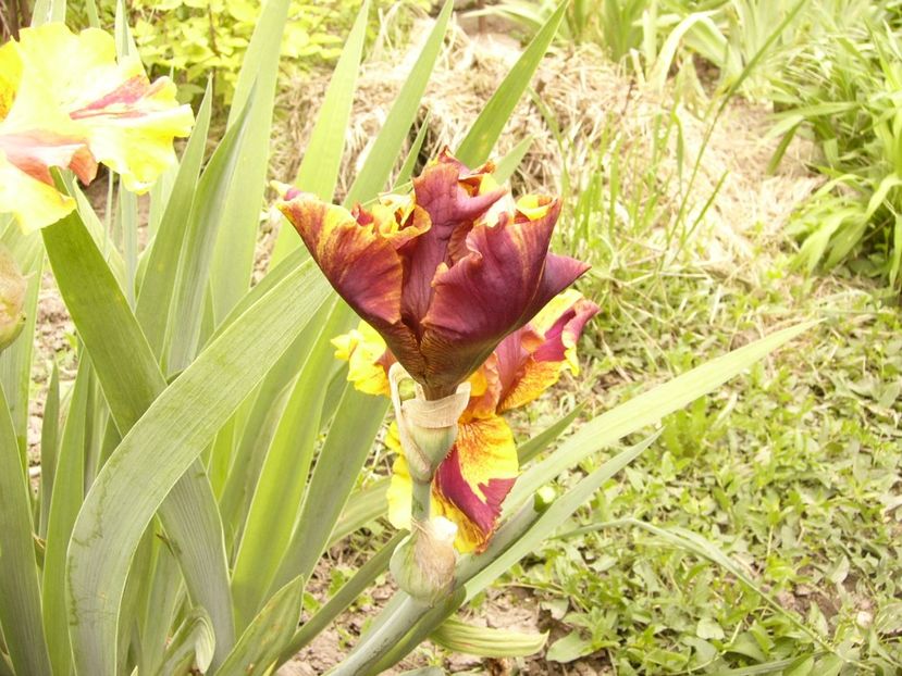P1380176 - ANUL 2021 FLORI II