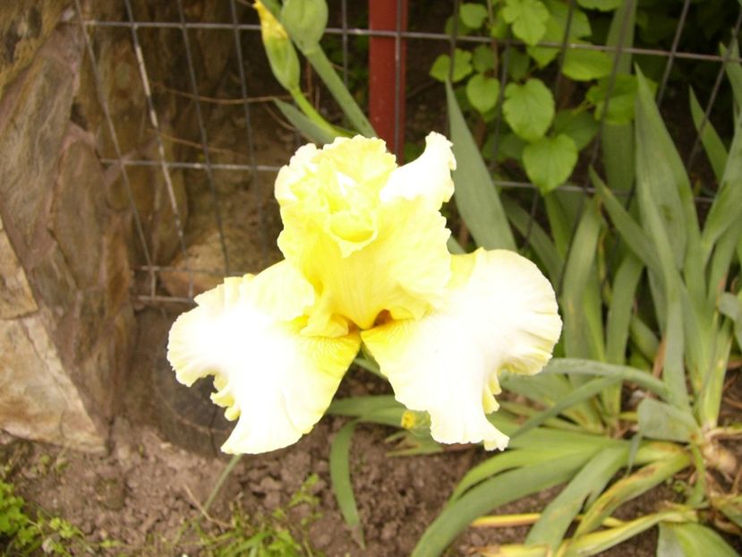 P1380264 - ANUL 2021 FLORI II