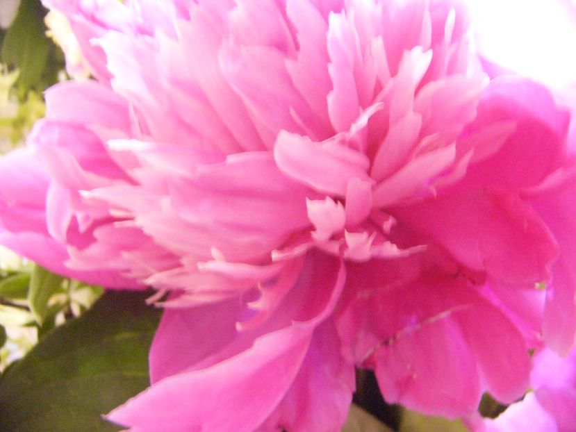 P1380383 - ANUL 2021 FLORI III