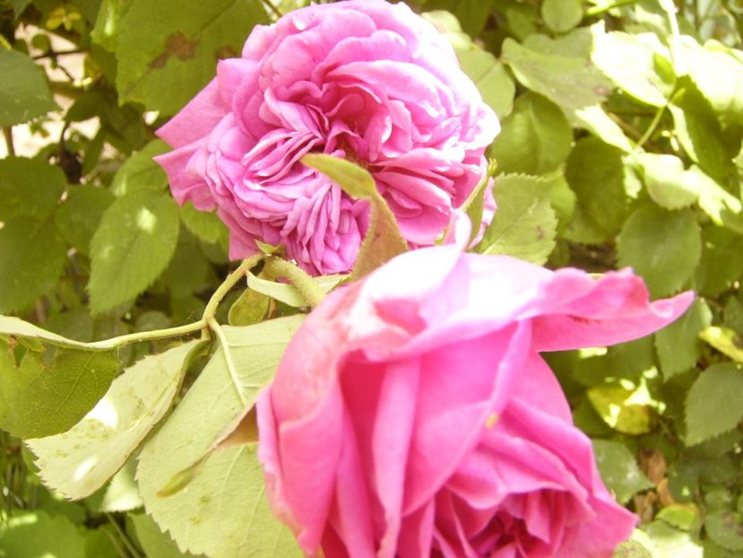 P1380384 - ANUL 2021 FLORI III