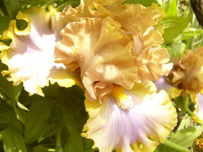 P1380387 - ANUL 2021 FLORI III