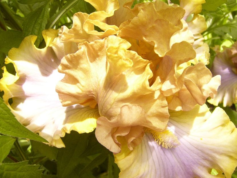 P1380391 - ANUL 2021 FLORI III