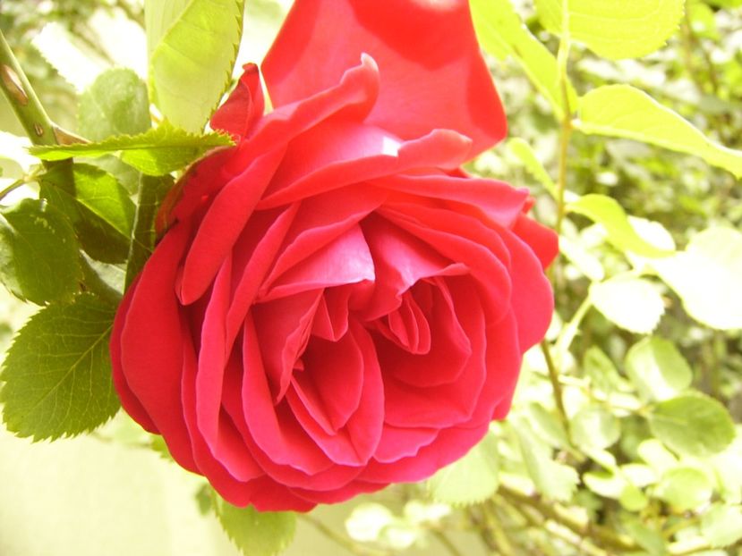 P1380395 - ANUL 2021 FLORI III