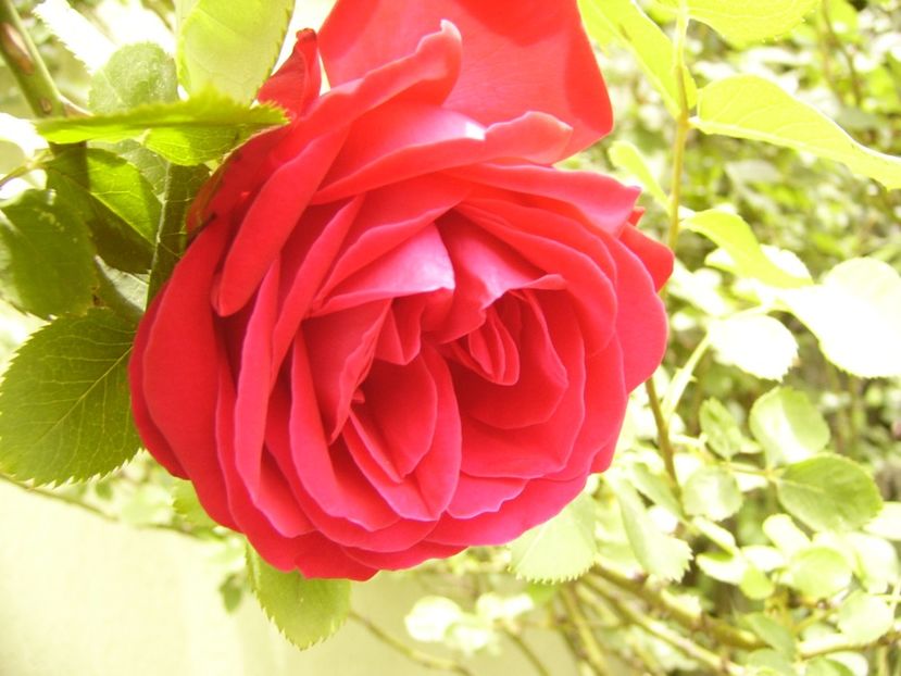 P1380396 - ANUL 2021 FLORI III