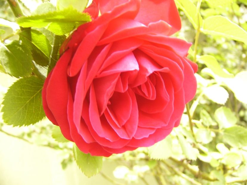 P1380397 - ANUL 2021 FLORI III