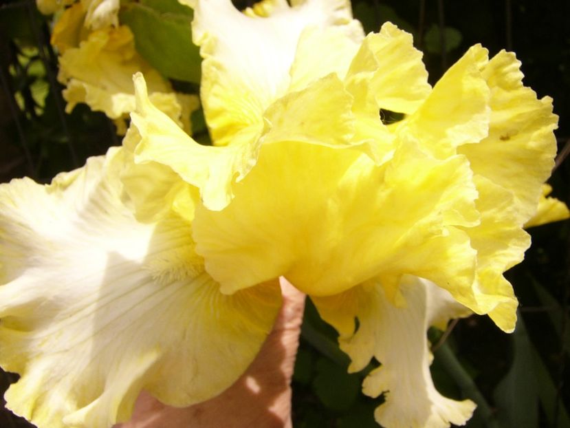 P1380398 - ANUL 2021 FLORI III