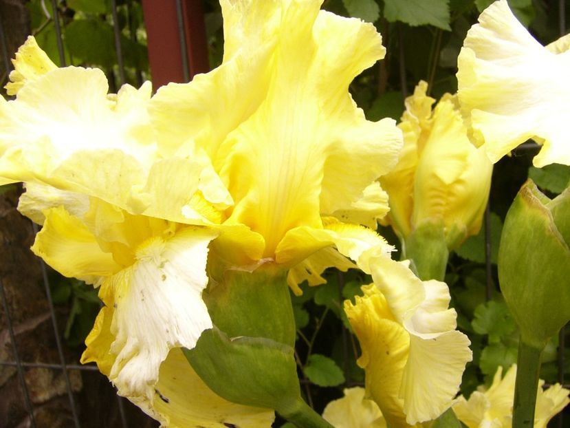 P1380402 - ANUL 2021 FLORI III