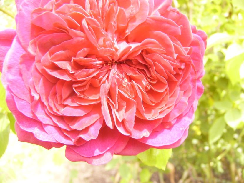 P1380403 - ANUL 2021 FLORI III