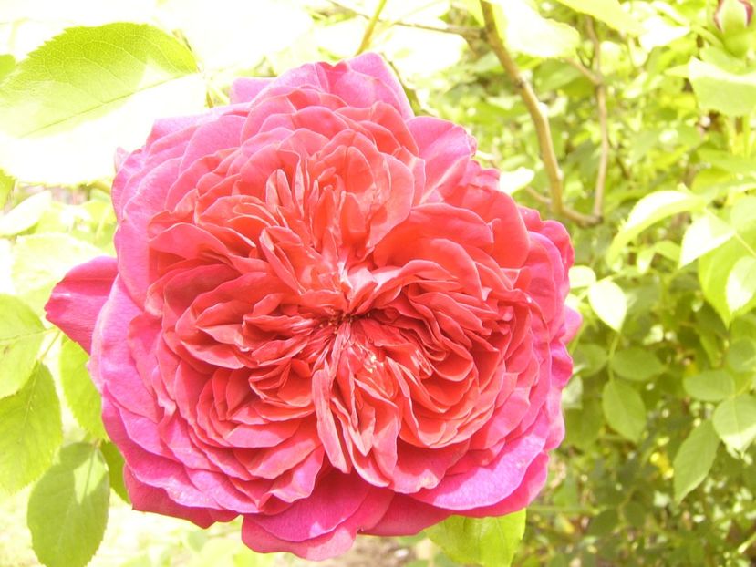 P1380404 - ANUL 2021 FLORI III