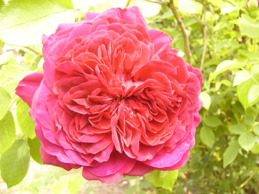 P1380405 - ANUL 2021 FLORI III