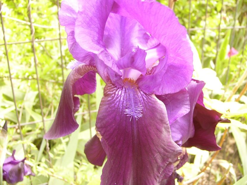 P1380406 - ANUL 2021 FLORI III