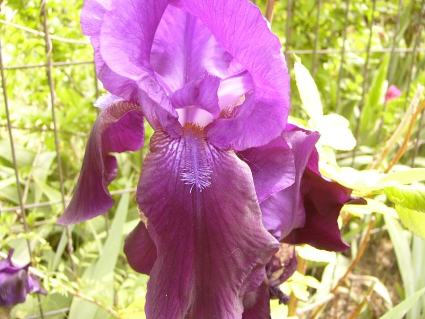 P1380407 - ANUL 2021 FLORI III