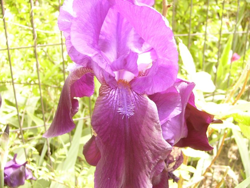 P1380408 - ANUL 2021 FLORI III