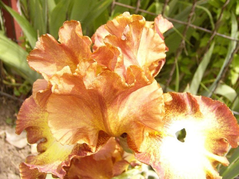 P1380412 - ANUL 2021 FLORI III