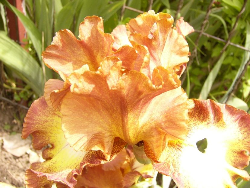 P1380413 - ANUL 2021 FLORI III