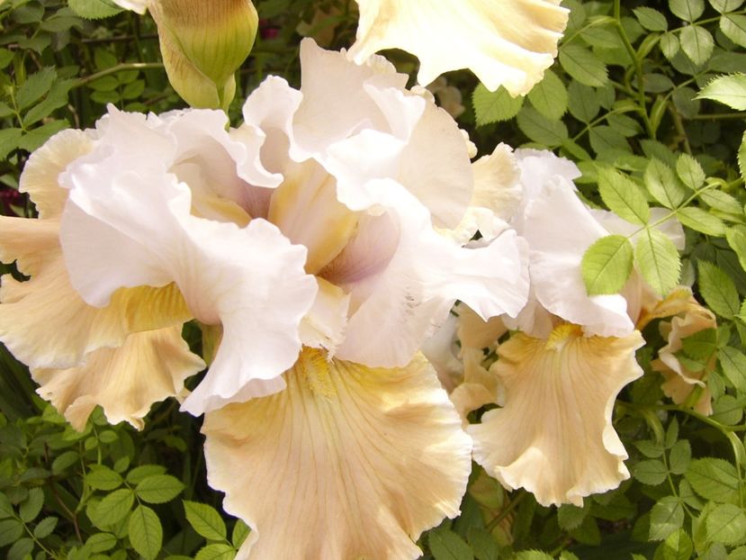 P1380414 - ANUL 2021 FLORI III