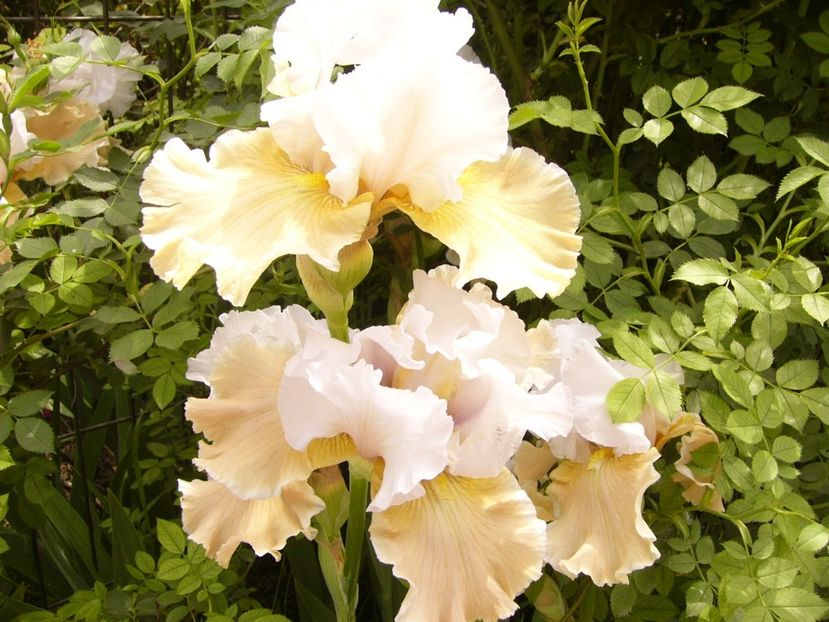 P1380416 - ANUL 2021 FLORI III