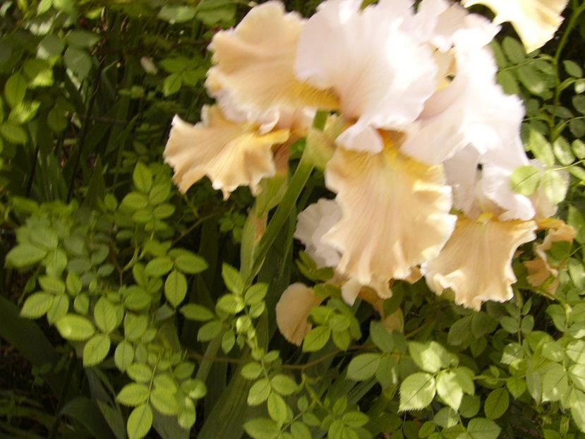 P1380418 - ANUL 2021 FLORI III