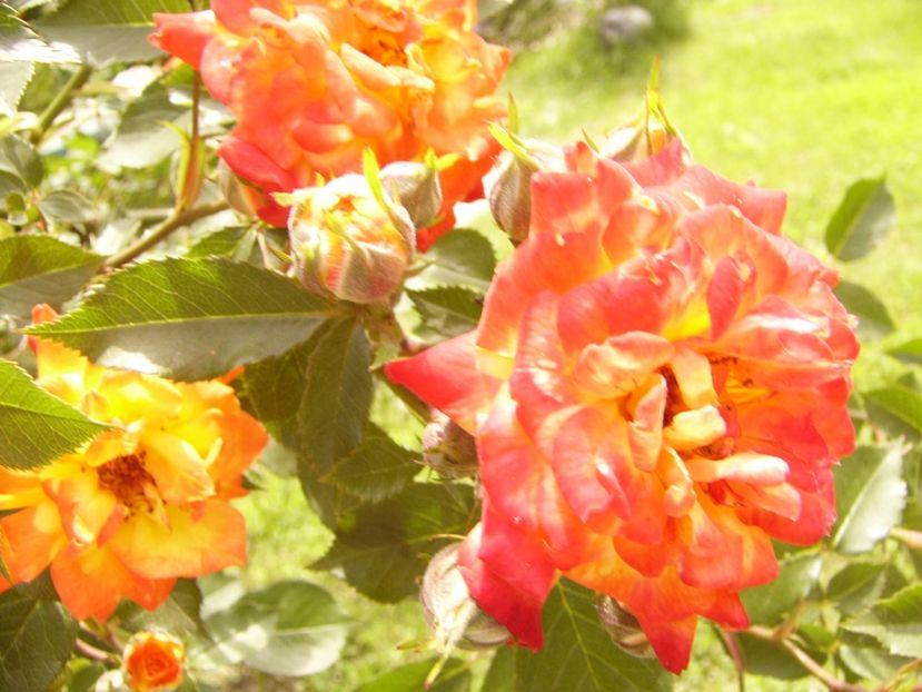 P1380420 - ANUL 2021 FLORI III