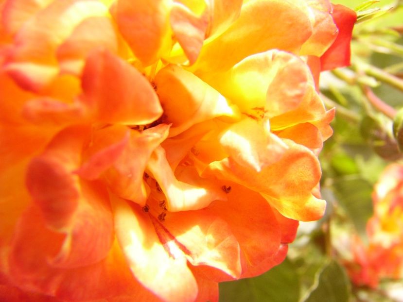 P1380421 - ANUL 2021 FLORI III