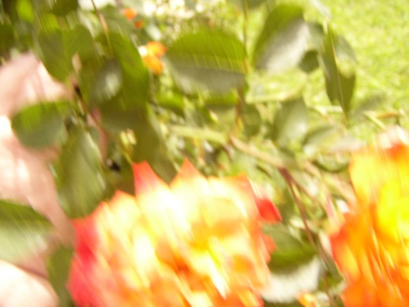 P1380422 - ANUL 2021 FLORI III