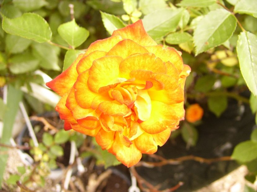 P1380423 - ANUL 2021 FLORI III