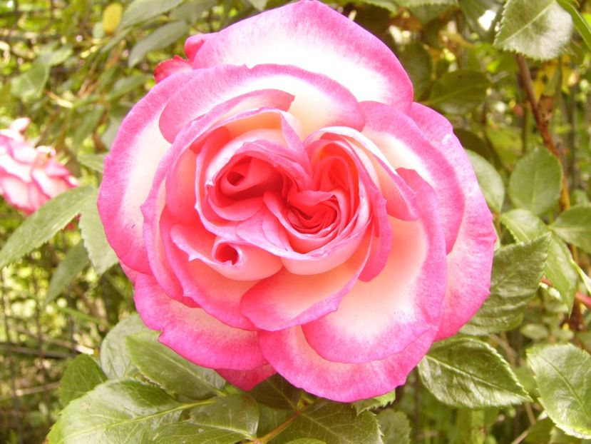 P1380424 - ANUL 2021 FLORI III