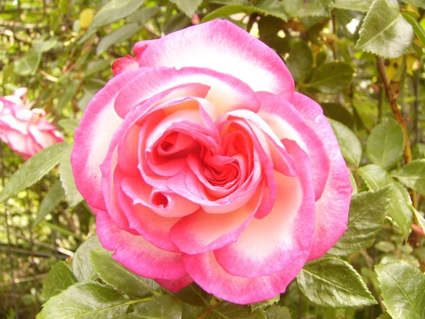 P1380426 - ANUL 2021 FLORI III