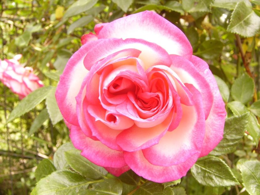 P1380427 - ANUL 2021 FLORI III