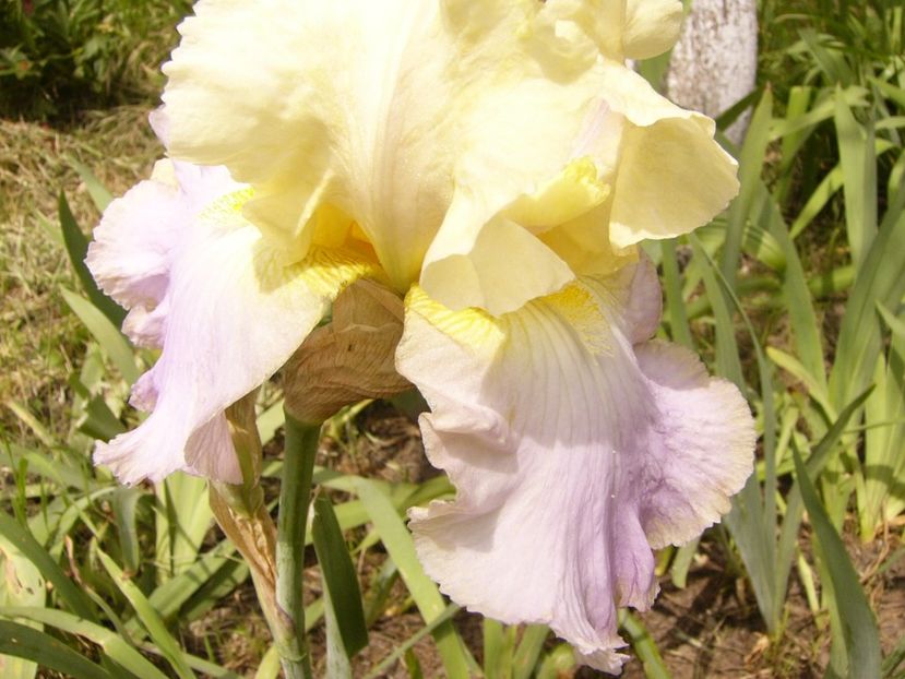 P1380428 - ANUL 2021 FLORI III