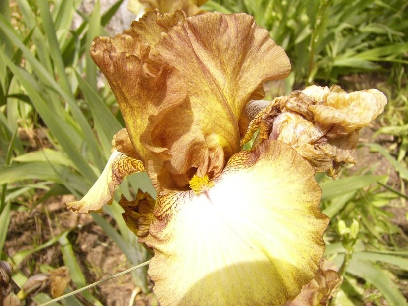 P1380431 - ANUL 2021 FLORI III