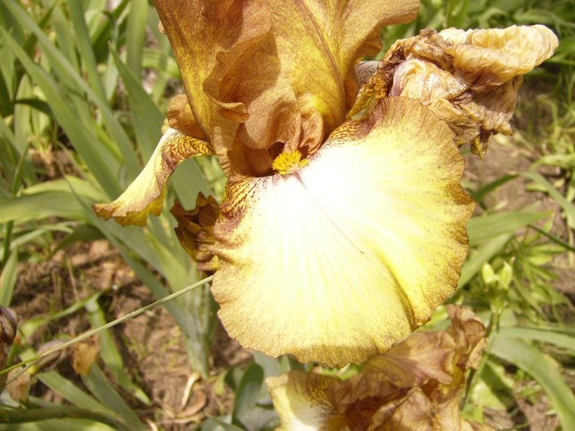 P1380432 - ANUL 2021 FLORI III