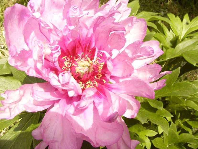 P1380433 - ANUL 2021 FLORI III