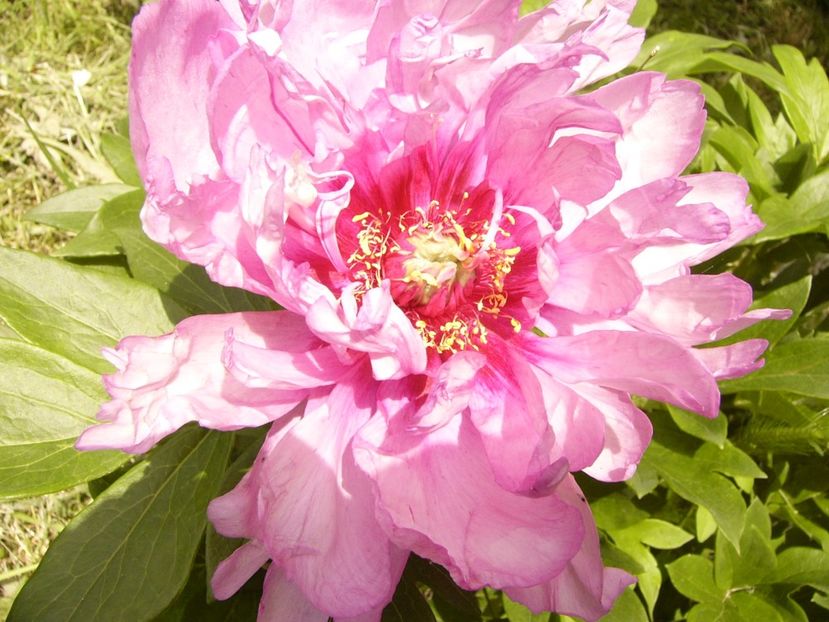 P1380434 - ANUL 2021 FLORI III