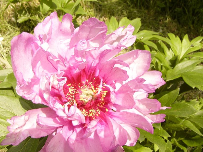 P1380435 - ANUL 2021 FLORI III