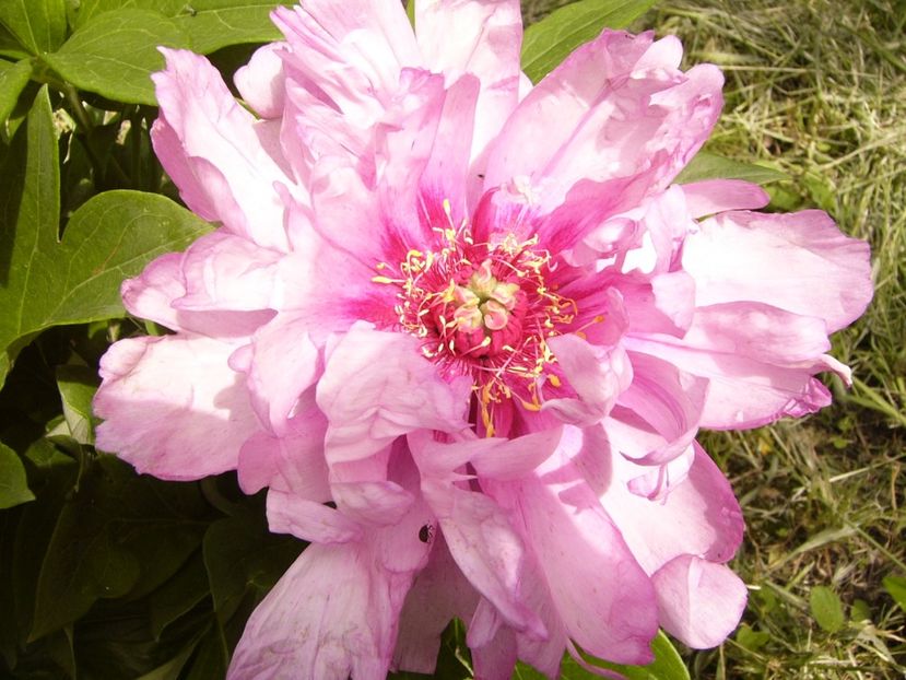 P1380436 - ANUL 2021 FLORI III