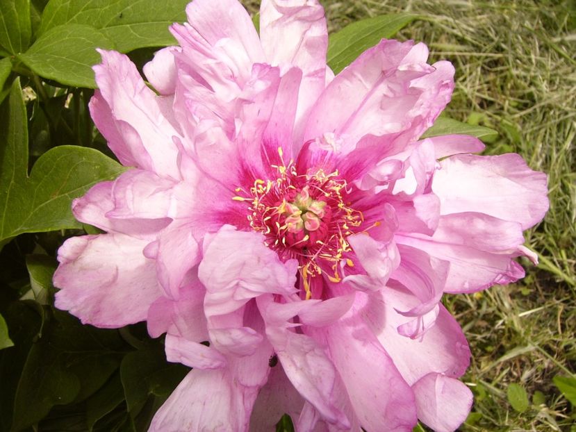 P1380437 - ANUL 2021 FLORI III