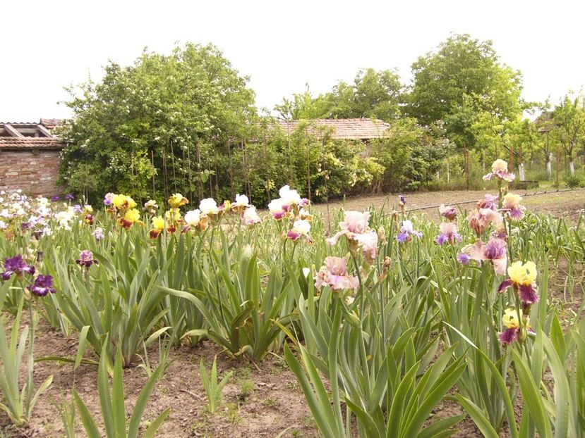 P1380440 - ANUL 2021 FLORI III