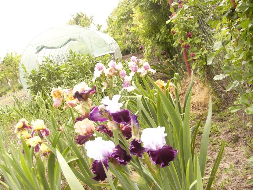 P1380441 - ANUL 2021 FLORI III