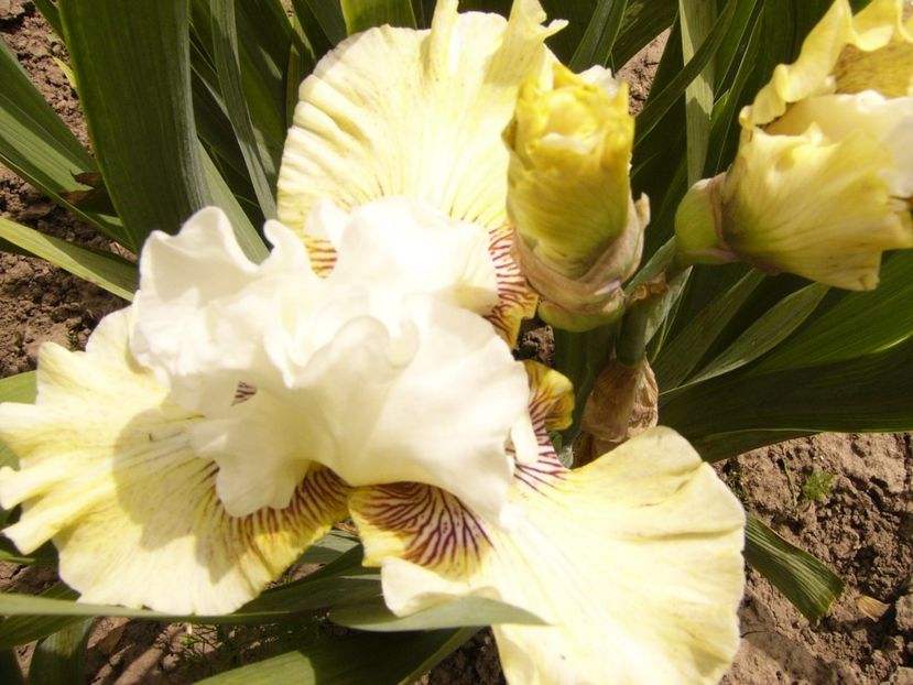 P1380443 - ANUL 2021 FLORI III