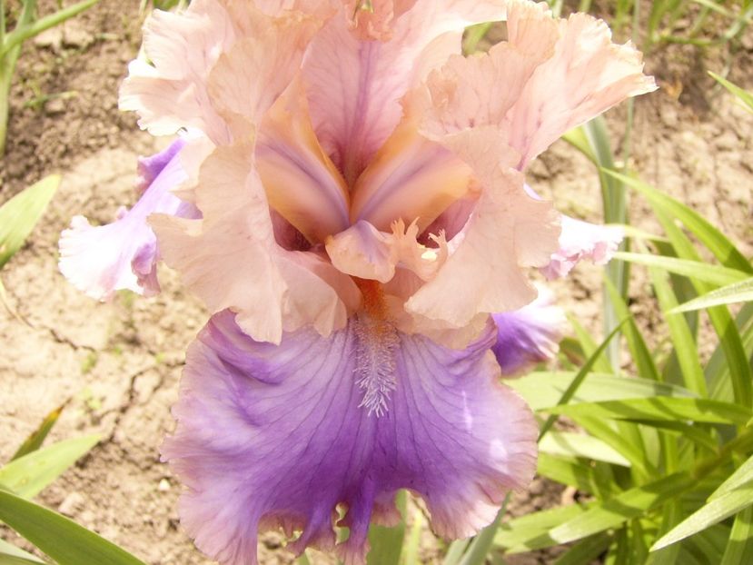 P1380445 - ANUL 2021 FLORI III