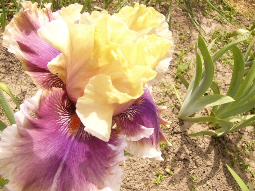 P1380446 - ANUL 2021 FLORI III