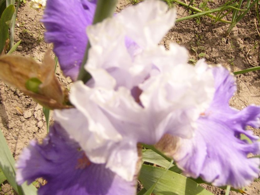 P1380448 - ANUL 2021 FLORI III