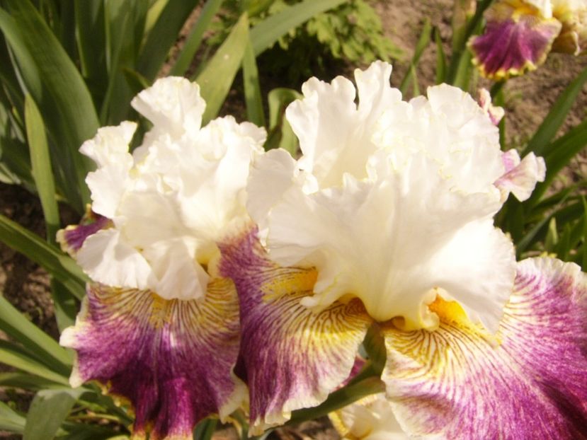 P1380449 - ANUL 2021 FLORI III