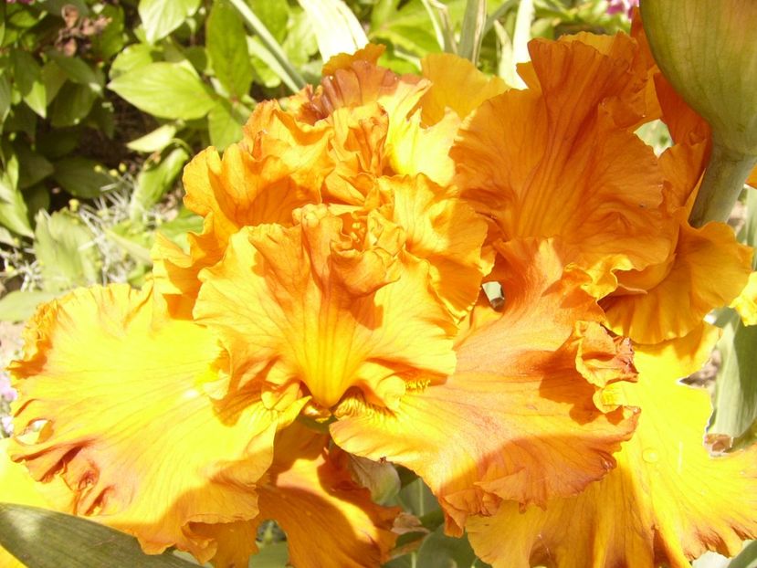 P1380453 - ANUL 2021 FLORI III