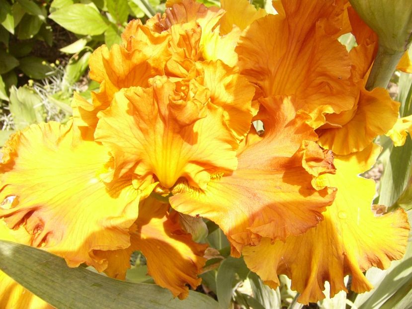 P1380454 - ANUL 2021 FLORI III