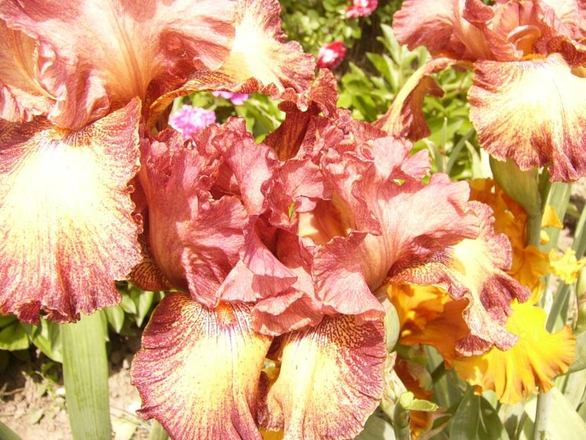 P1380455 - ANUL 2021 FLORI III